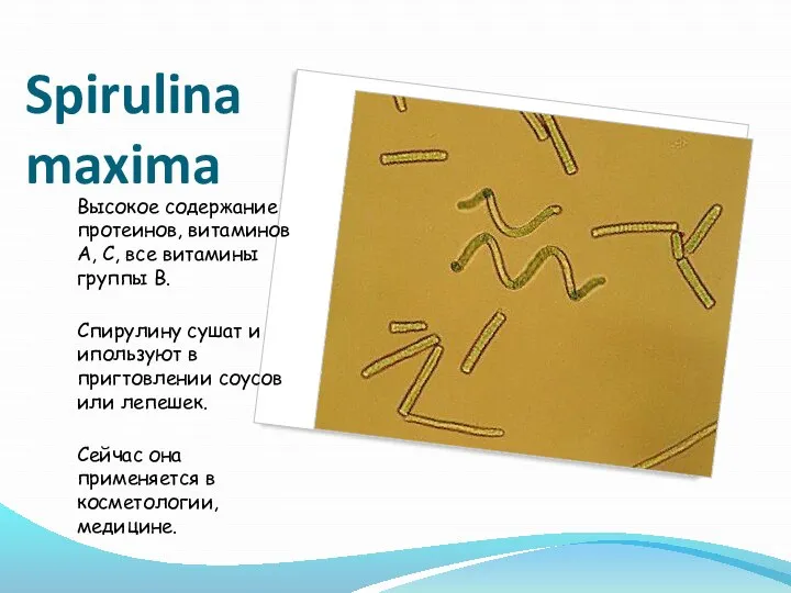 Spirulina maxima Высокое содержание протеинов, витаминов А, С, все витамины группы