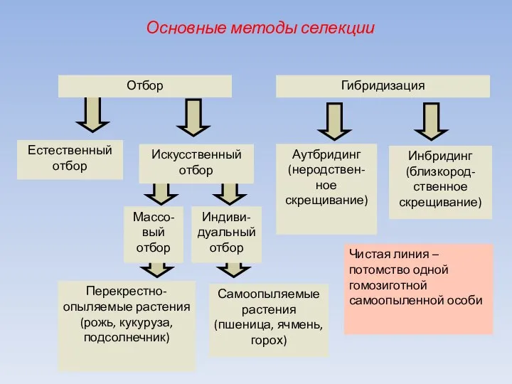 Естественный отбор Аутбридинг (неродствен-ное скрещивание) Перекрестно-опыляемые растения (рожь, кукуруза, подсолнечник) Самоопыляемые