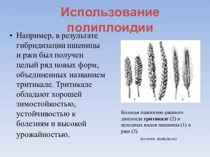 Использование полиплоидии Например, в результате гибридизации пшеницы и ржи был получен