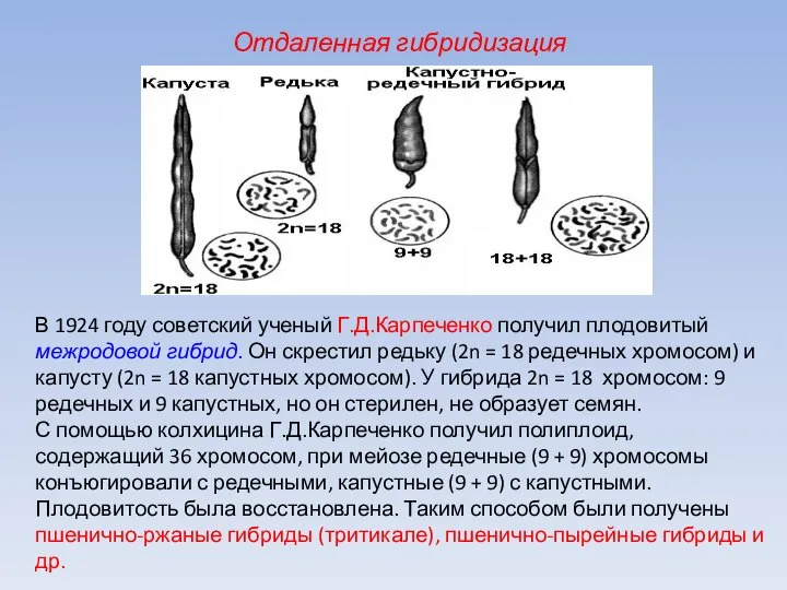 В 1924 году советский ученый Г.Д.Карпеченко получил плодовитый межродовой гибрид. Он