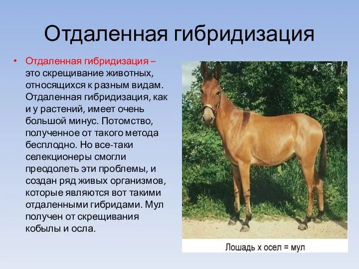 Отдаленная гибридизация Отдаленная гибридизация – это скрещивание животных, относящихся к разным