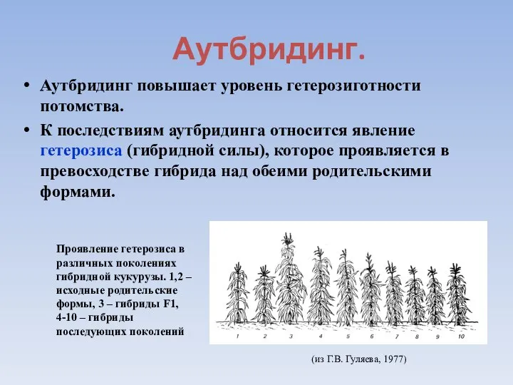 Аутбридинг. Аутбридинг повышает уровень гетерозиготности потомства. К последствиям аутбридинга относится явление