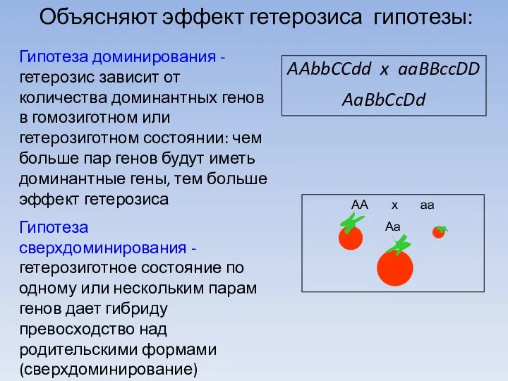 Гипотеза доминирования - гетерозис зависит от количества доминантных генов в гомозиготном