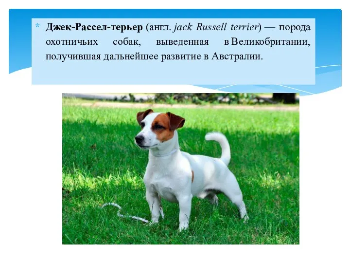 Джек-Рассел-терьер (англ. jack Russell terrier) — порода охотничьих собак, выведенная в