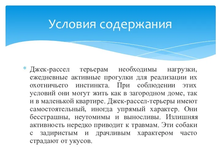 Джек-рассел терьерам необходимы нагрузки, ежедневные активные прогулки для реализации их охотничьего