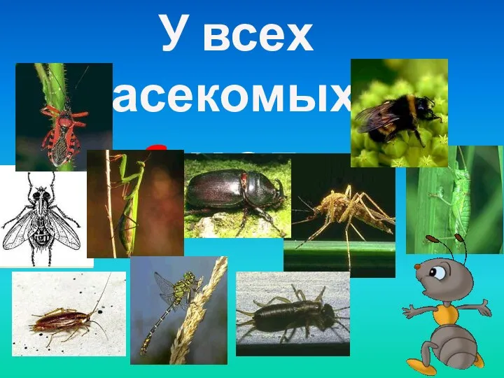 У всех насекомых 6 ног.