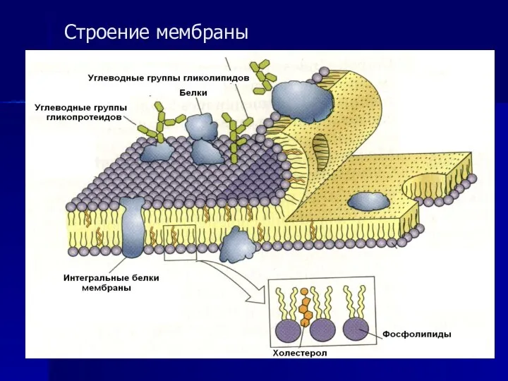 Строение мембраны