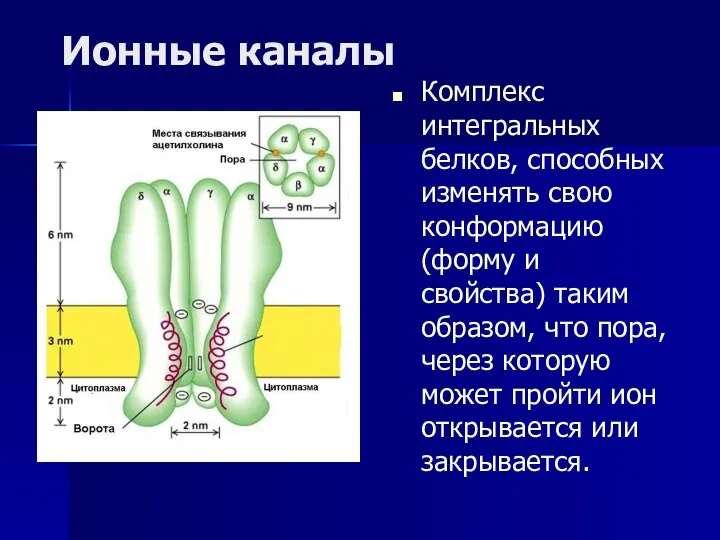 Ионные каналы Комплекс интегральных белков, способных изменять свою конформацию (форму и