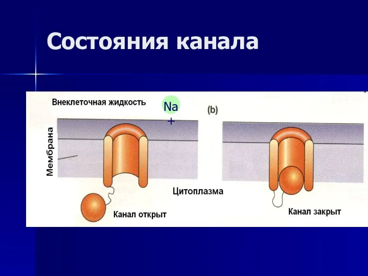 Состояния канала Na+