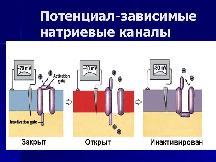 Потенциал-зависимые натриевые каналы