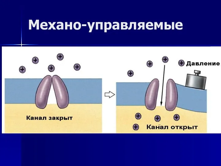 Механо-управляемые