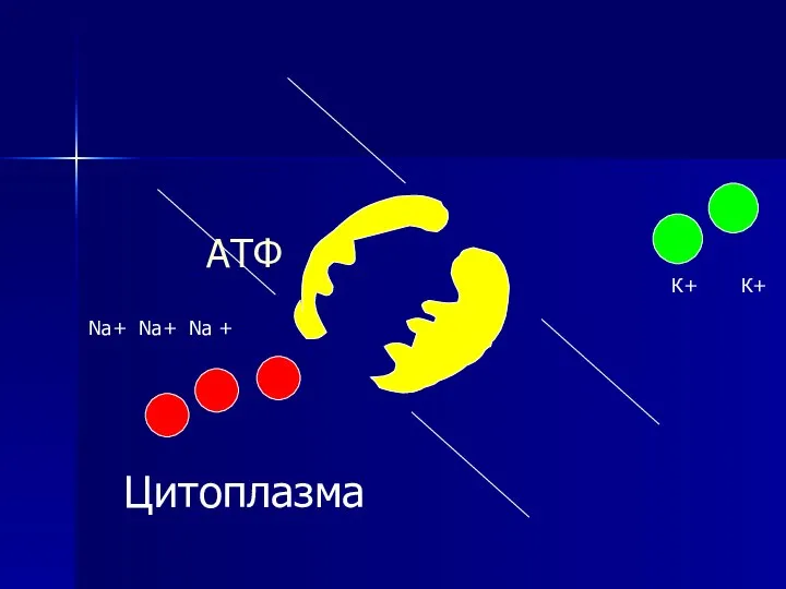 АТФ Цитоплазма Na+ Na+ Na + К+ К+