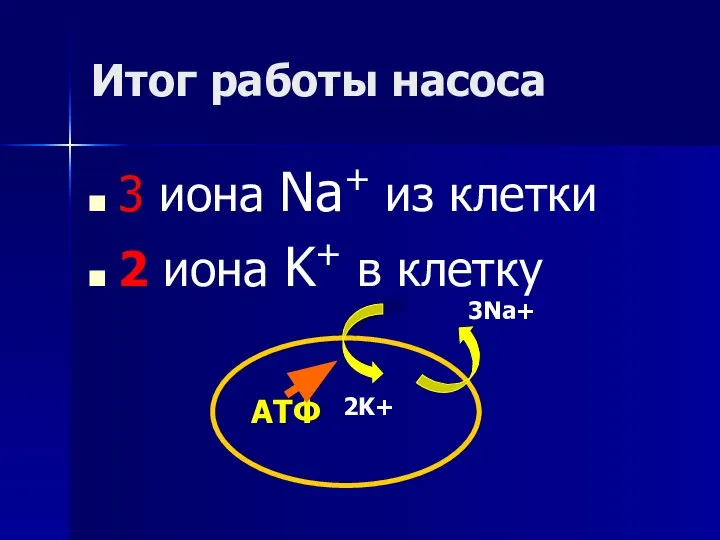 Итог работы насоса 3 иона Na+ из клетки 2 иона K+ в клетку 3Na+ 2K+ АТФ