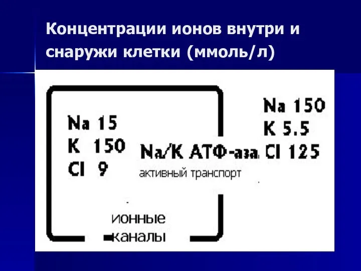 Концентрации ионов внутри и снаружи клетки (ммоль/л)