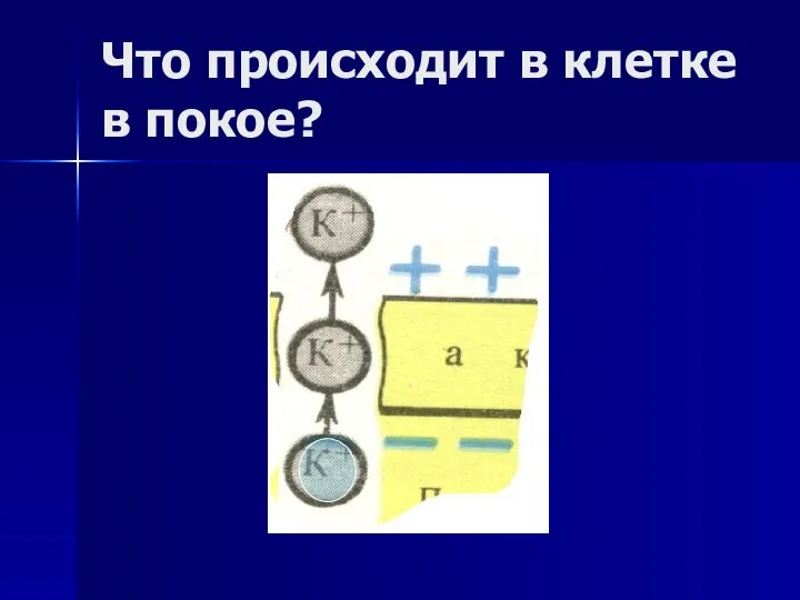 Что происходит в клетке в покое?