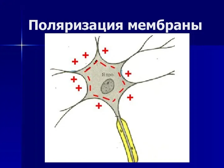 Поляризация мембраны