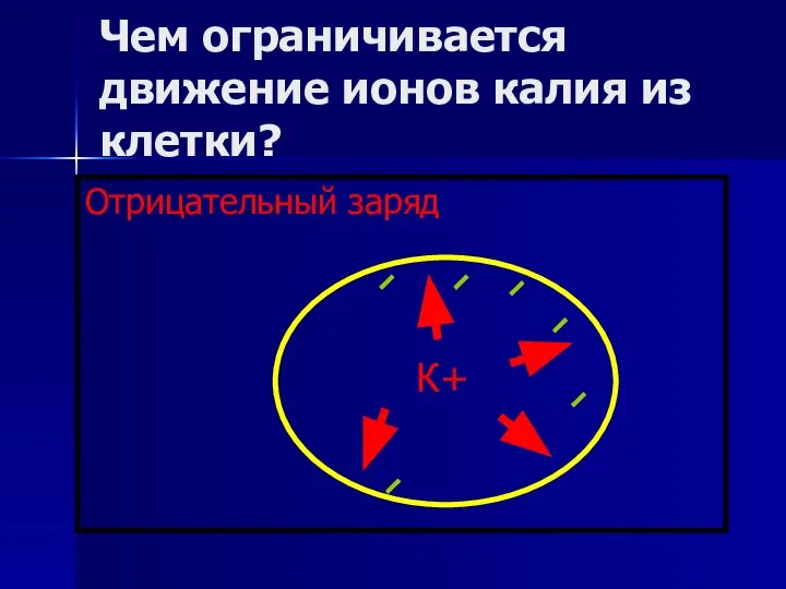 Чем ограничивается движение ионов калия из клетки? Отрицательный заряд К+