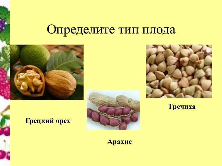 Определите тип плода Грецкий орех Арахис Гречиха