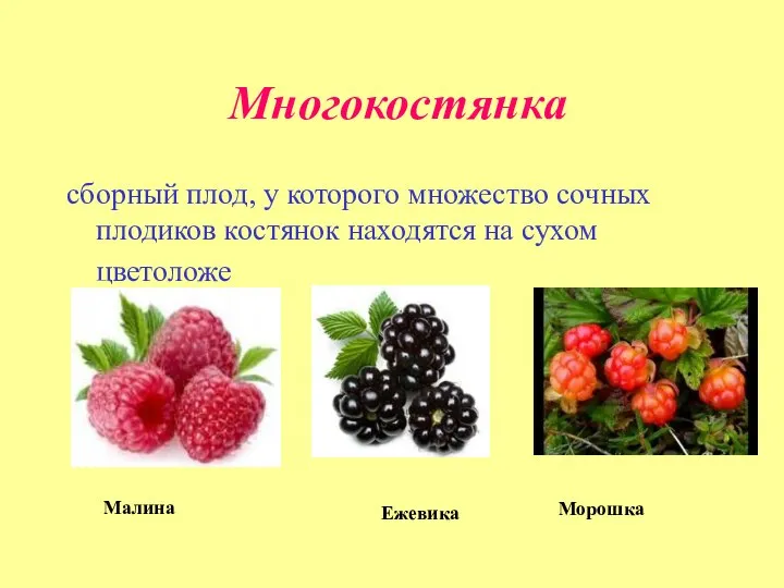 Многокостянка сборный плод, у которого множество сочных плодиков костянок находятся на сухом цветоложе Малина Ежевика Морошка