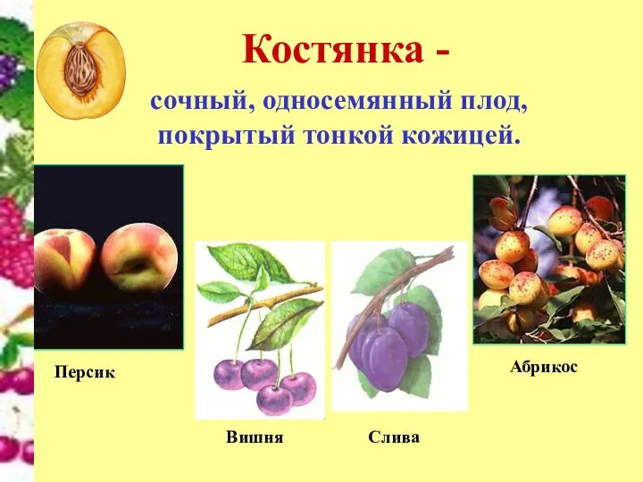 Костянка - сочный, односемянный плод, покрытый тонкой кожицей. Абрикос Персик Вишня Слива
