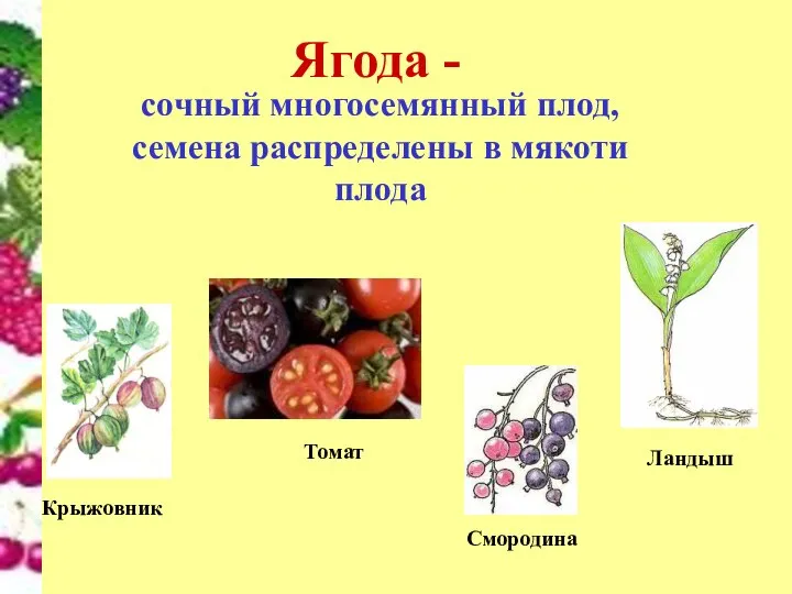 Томат Крыжовник Ягода - сочный многосемянный плод, семена распределены в мякоти плода Смородина Ландыш