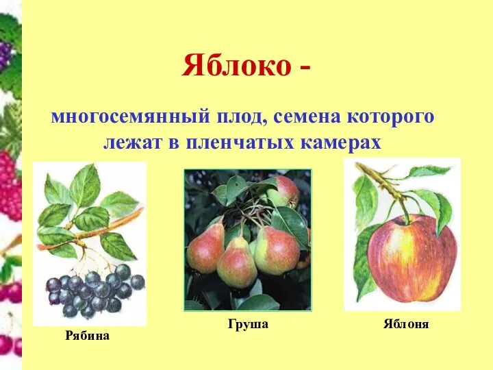 Яблоко - многосемянный плод, семена которого лежат в пленчатых камерах Рябина Яблоня Груша