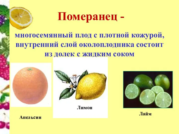 Померанец - многосемянный плод с плотной кожурой, внутренний слой околоплодника состоит