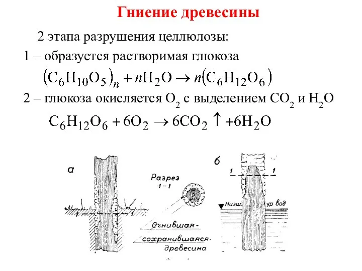 Гниение древесины 2 этапа разрушения целлюлозы: 1 – образуется растворимая глюкоза