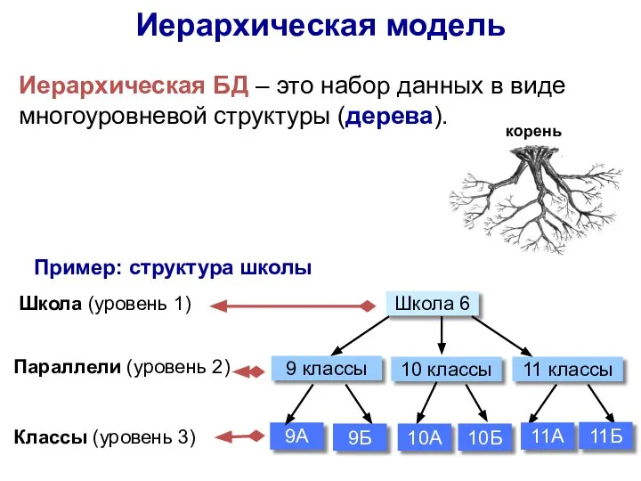 Иерархическая модель Иерархическая БД – это набор данных в виде многоуровневой