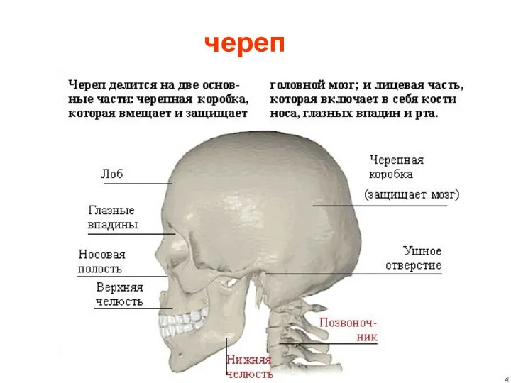 череп