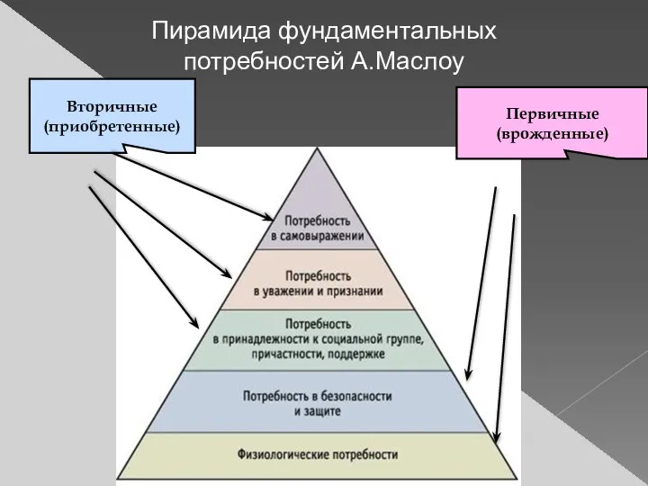 Пирамида фундаментальных потребностей А.Маслоу Вторичные(приобретенные) Первичные (врожденные)