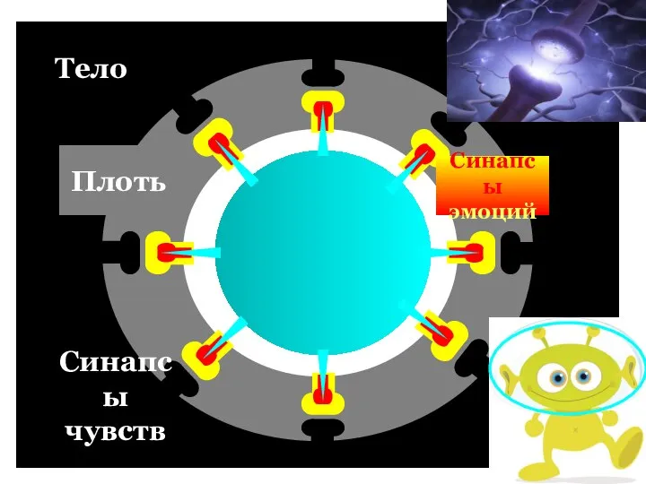 Тело Плоть Синапсы чувств Синапсы эмоций