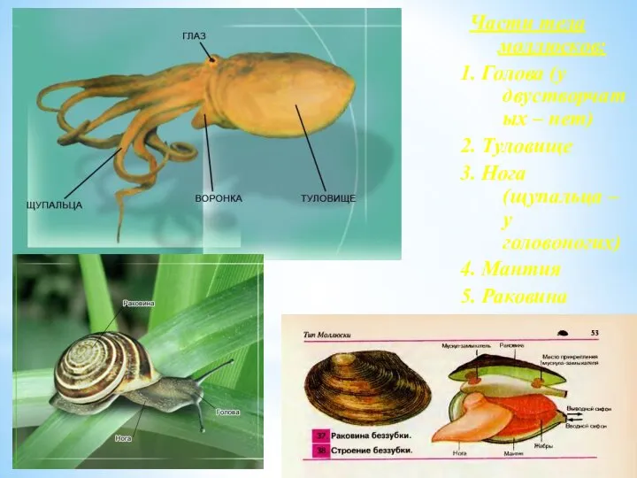 Части тела моллюсков: 1. Голова (у двустворчатых – нет) 2. Туловище