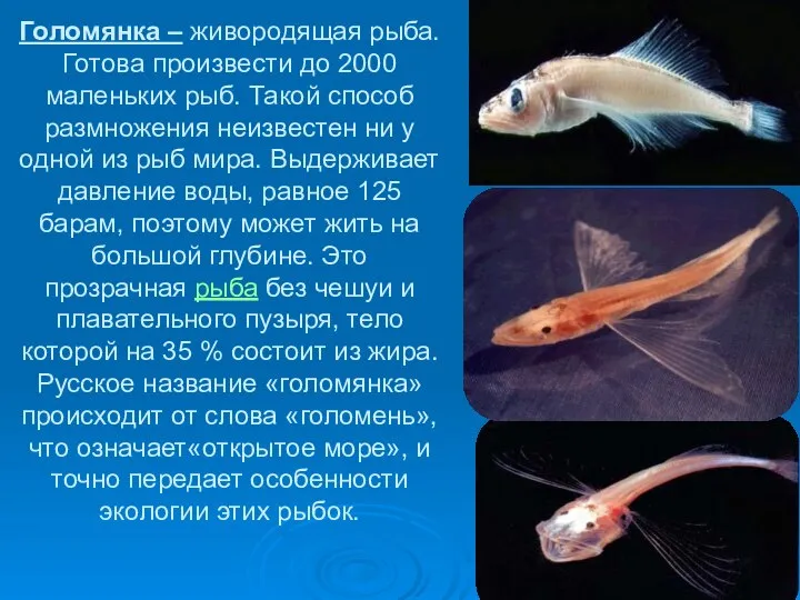 Голомянка – живородящая рыба. Готова произвести до 2000 маленьких рыб. Такой