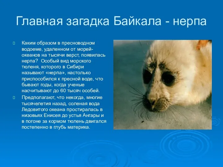 Главная загадка Байкала - нерпа Каким образом в пресноводном водоеме, удаленном