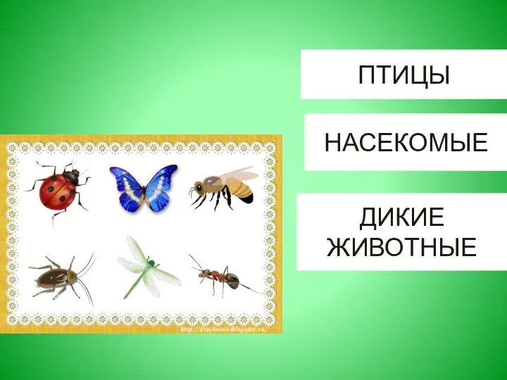 ПТИЦЫ НАСЕКОМЫЕ ДИКИЕ ЖИВОТНЫЕ