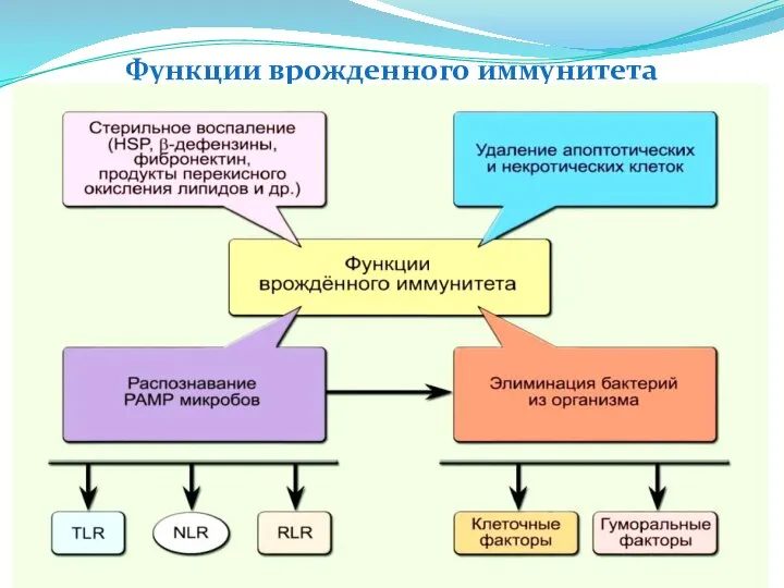 Функции врожденного иммунитета