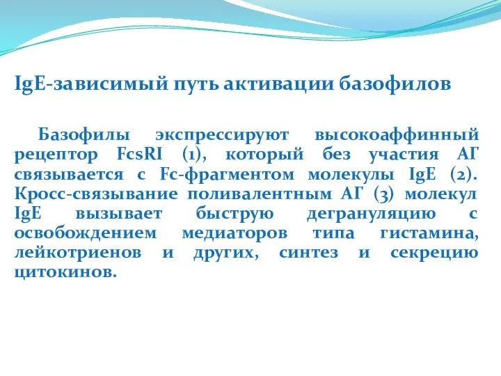 IgE-зависимый путь активации базофилов Базофилы экспрессируют высокоаффинный рецептор FcsRI (1), который