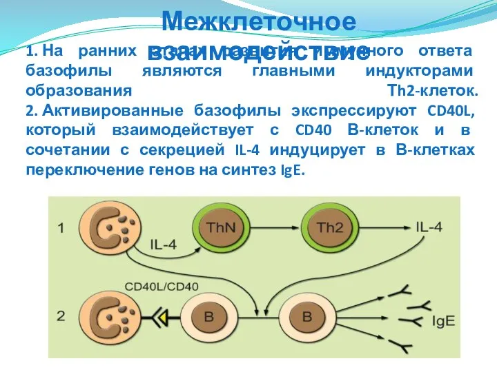 1. На ранних этапах развития иммунного ответа базофилы являются главными индукторами