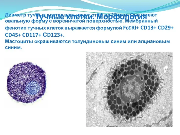 Диаметр тучных клеток варьирует от 10 до 20 мкм. Они имеют