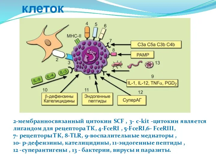 Характеристика тучных клеток 2-мембранносвязанный цитокин SCF , 3- c-kit -цитокин является