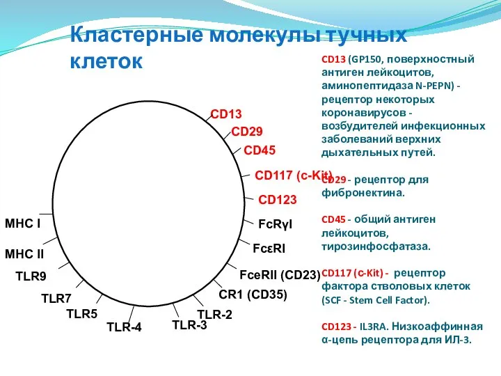 CD13 (GP150, поверхностный антиген лейкоцитов, аминопептидаза N-PEPN) - рецептор некоторых коронавирусов