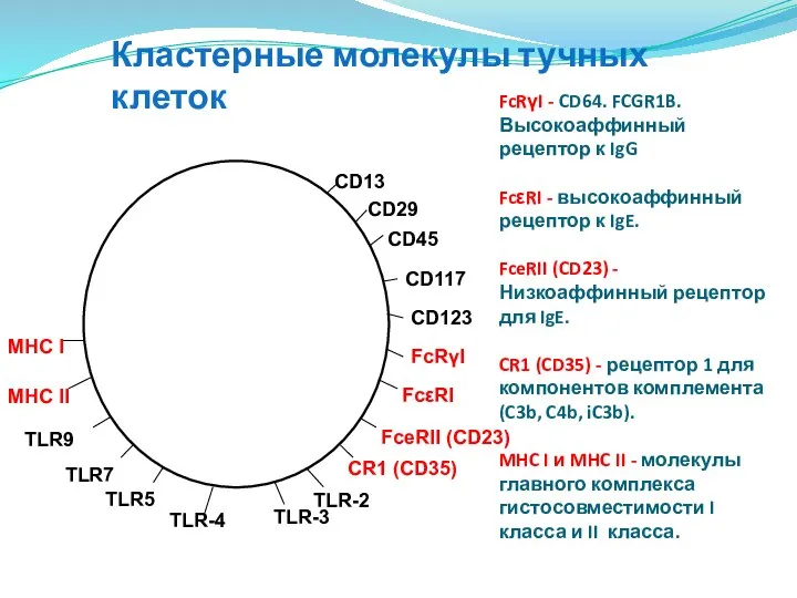 Кластерные молекулы тучных клеток FcRγI - CD64. FCGR1B. Высокоаффинный рецептор к