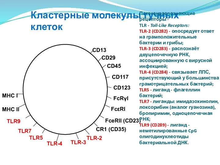 Кластерные молекулы тучных клеток Патогенраспознающие рецепторы - TLR - Toll-Like Receptors: