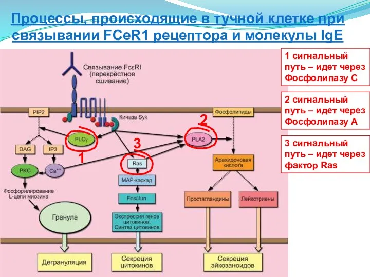 1 2 3 1 сигнальный путь – идет через Фосфолипазу С