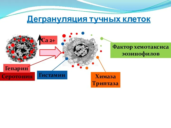 Дегрануляция тучных клеток Гистамин Химаза Триптаза Са 2+ Серотонин Гепарин Фактор хемотаксиса эозинофилов