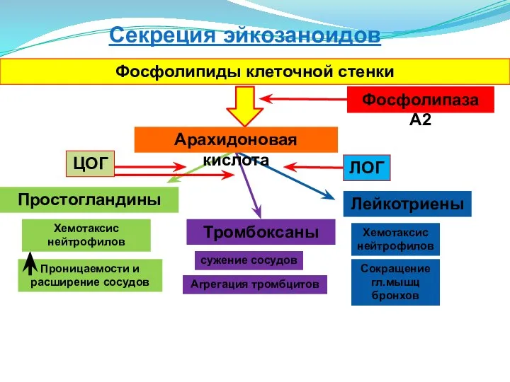 Секреция эйкозаноидов Фосфолипиды клеточной стенки Фосфолипаза А2 Простогландины Лейкотриены Арахидоновая кислота