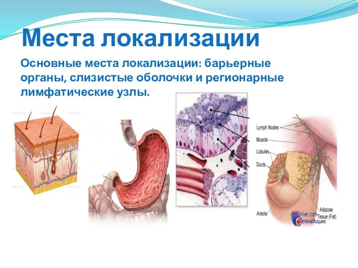 Места локализации Основные места локализации: барьерные органы, слизистые оболочки и регионарные лимфатические узлы.