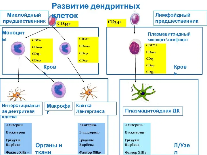 Макрофаг Лимфойдный предшественник Моноциты Плазмацитоидный моноцит/лимфоцит Кровь Кровь Интерстициальная дентритная клетка