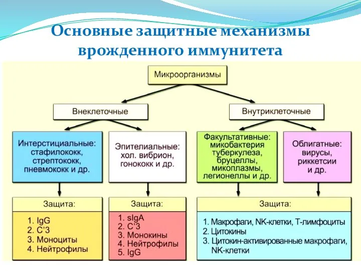 Основные защитные механизмы врожденного иммунитета